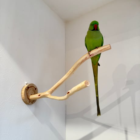 桧のピノキオの鼻②