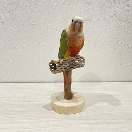 【体重測定用】カクタスのスタンドパーチ⑤  長さ9cm／高さ10cm