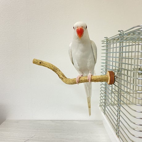 自然木（ツタ）のパーチ③　直径1.5cm／長さ22cm