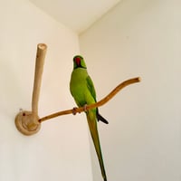 桧のピノキオの鼻 ③