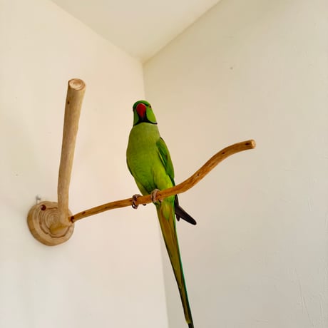 桧のピノキオの鼻 ③