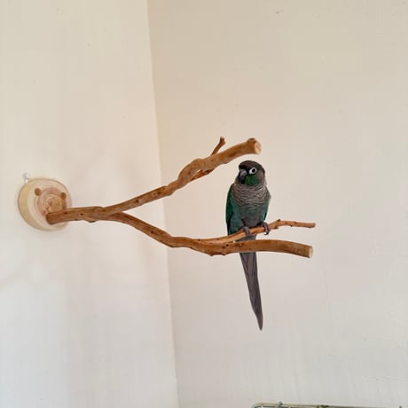 貝塚伊吹のピノキオの鼻 【インコの止まり木 自然木 天然木】