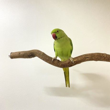 自然木（ツタ）のケージサイズパーチ HOEI465サイズ 直径3cm ②