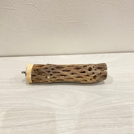 カクタスパーチ【11】小 直径約3-4cm/15cm