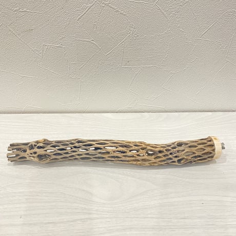カクタスパーチ⑬ 極小直径2-3cm/30cm