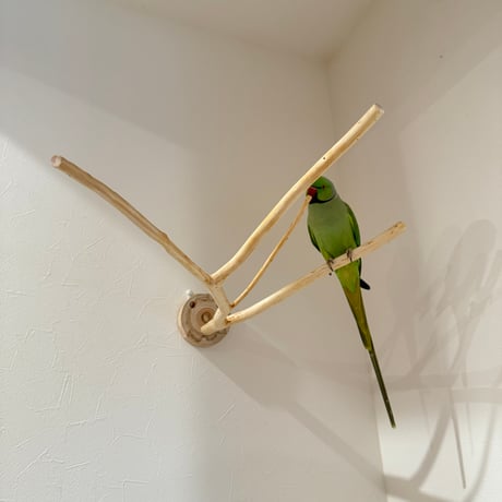 桧のピノキオの鼻 ①