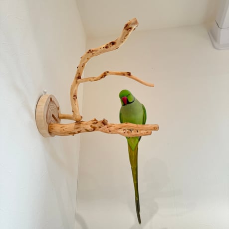 ピノキオの鼻 ①お鼻2本