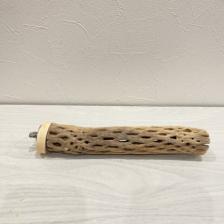 カクタスパーチ【3】小 直径約3-4cm/20cm