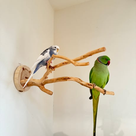 ピノキオの鼻 ⑤お鼻2本