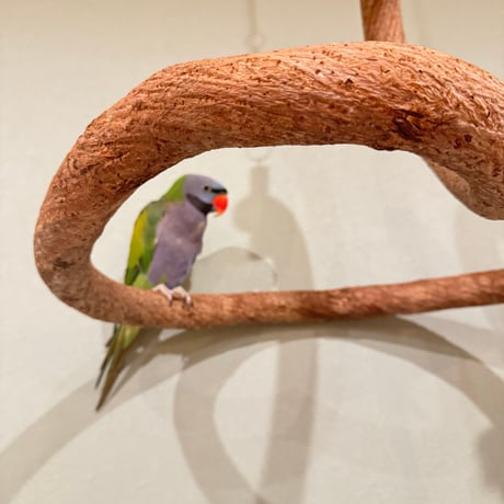 超でかいとぐろちゃんブランコ　【インコのおもちゃ 自然木】