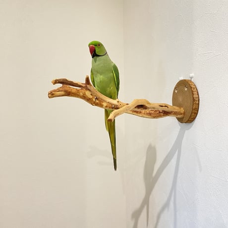 ピノキオの鼻 ①