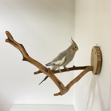 ピノキオの鼻 ⑧