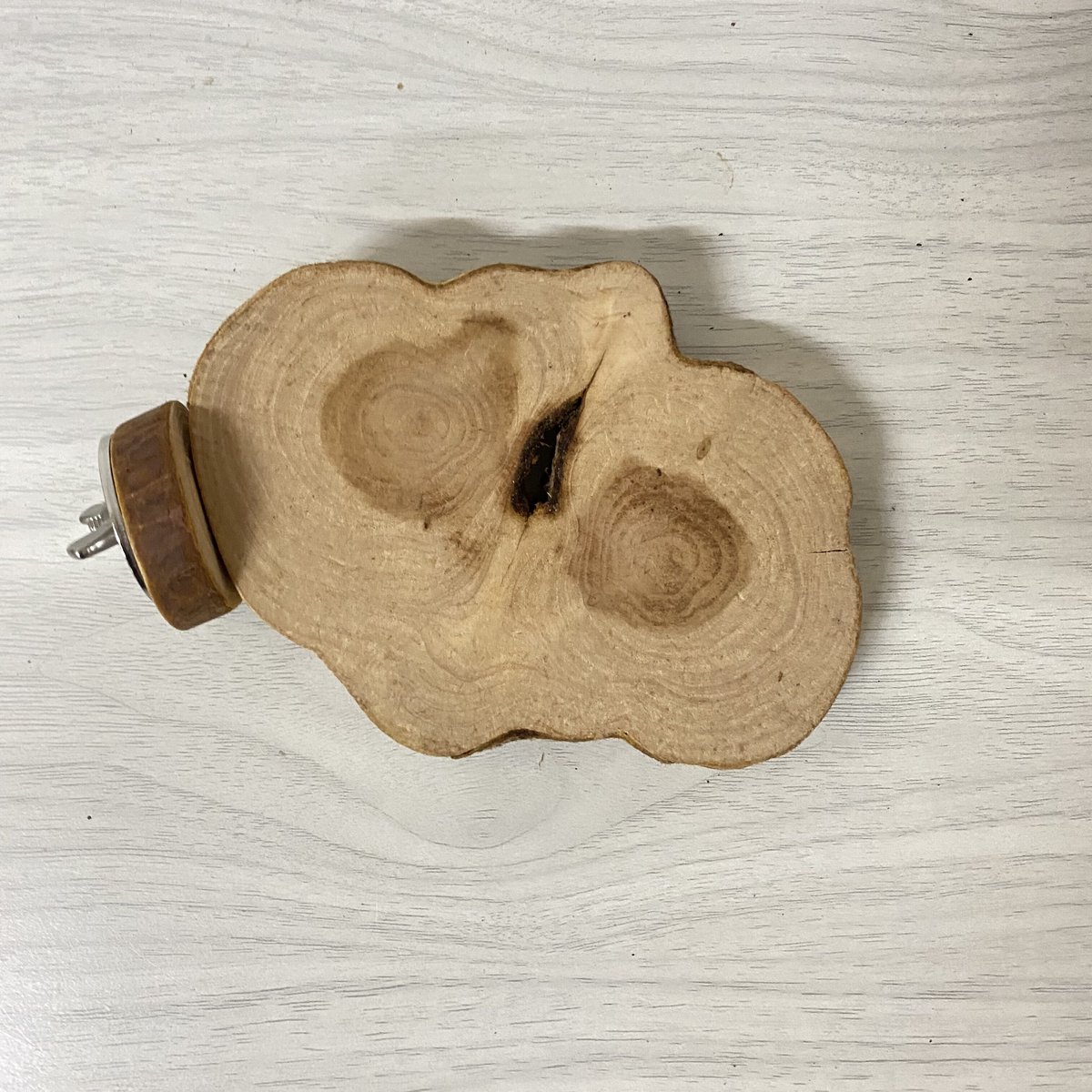 カイヅカイブキの丸太テーブルパーチ③ 円直径12×8cm | 自然木の鳥用品