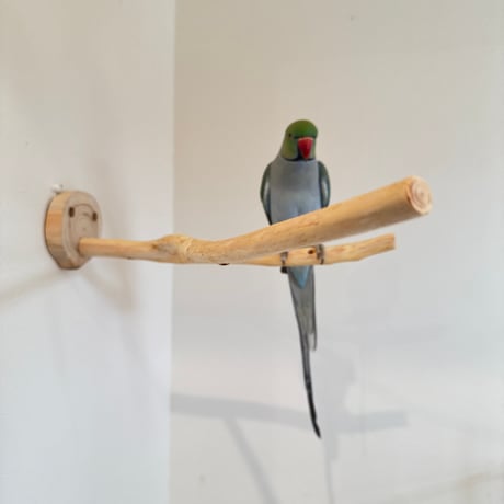 桧のピノキオの鼻⑤