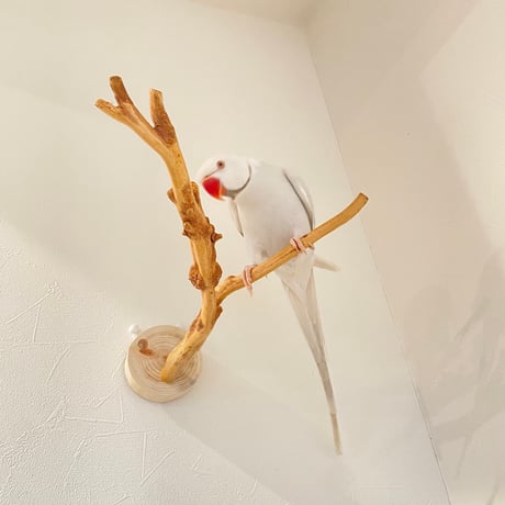 ピノキオの鼻 ⑦