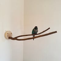 ツタのピノキオの鼻 【インコの止まり木 おもちゃ 自然木 天然木】