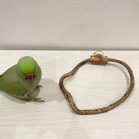自然木（ツタ）のドーナツパーチ⑤ ビックサイズ  パーチ直径1cm／円直径19×18.5cm