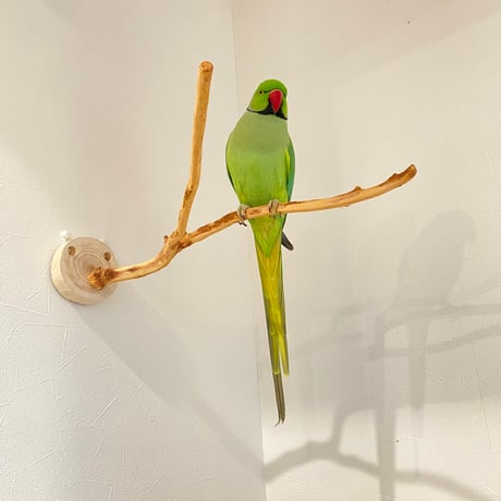 ピノキオの鼻 ⑥