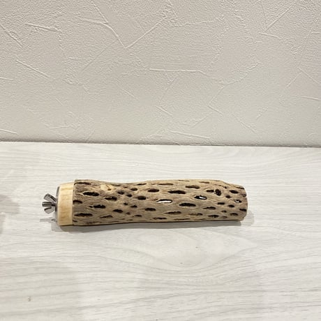 カクタスパーチ⑧ 極小サイズ直径3cm前後/15cm