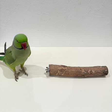 自然木（ツタ）パーチ 直径約3cm/長さ20cm