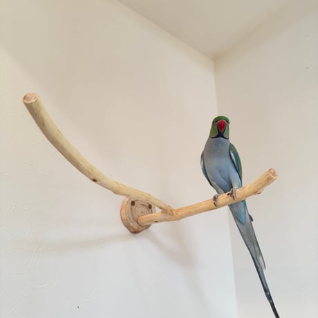 桧のピノキオの鼻⑤