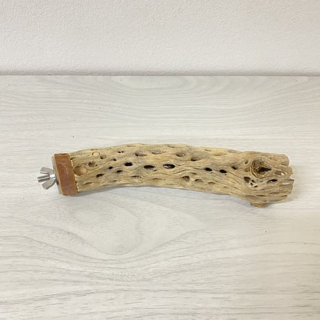 カクタスパーチ⑦ 極小サイズ 直径（約2-3cm）長さ/15.5cm