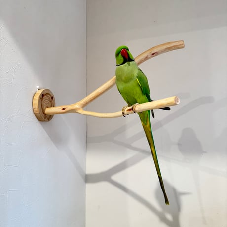 桧のピノキオの鼻②