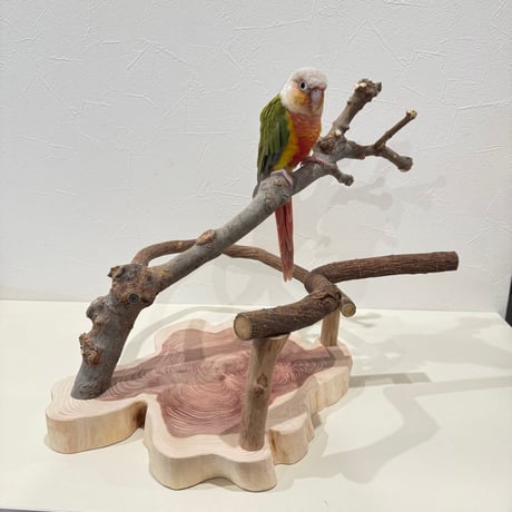 ツタとトウカエデのスタンドパーチ【インコのおもちゃ・ブランコ・自然木のとまり木】バードアスレチック