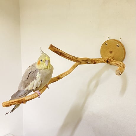 ピノキオの鼻 ⑤