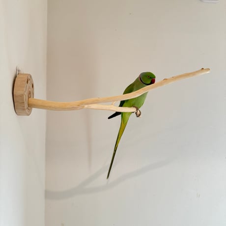 桧のピノキオの鼻 ⑦