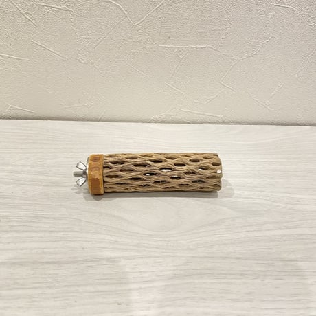 カクタスパーチ⑩ 極小直径2-3cm/10cm