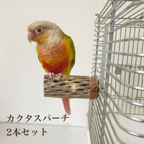 カクタスパーチ小サイズ2本セット 直径（約3-4cm）長さ：7cm／7.5cm ⑪