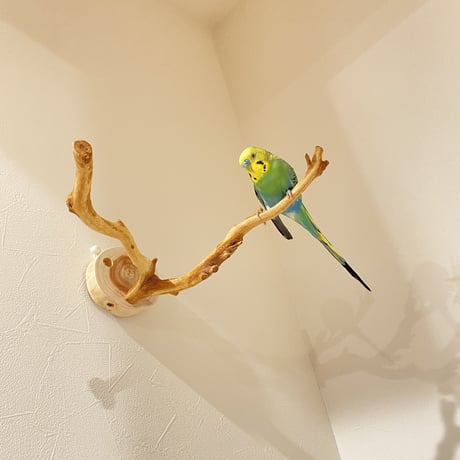 ピノキオの鼻 ⑤