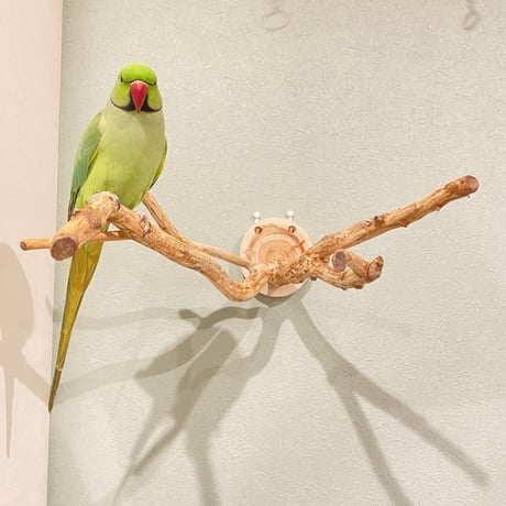ピノキオの鼻 ③  中型から大型用