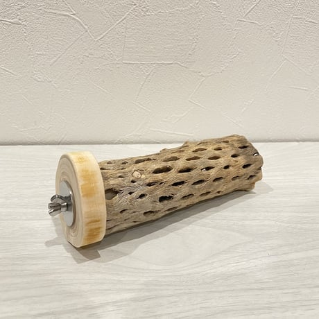 カクタスパーチ⑤ 中直径約5.5cm/15cm