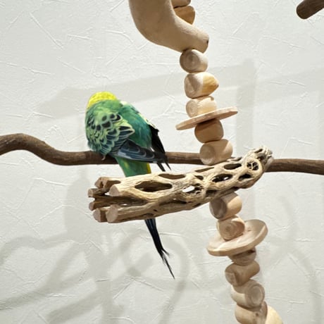 コトリのなる木ミニミニカスタム　ツタのつり下げバードアスレチック【文鳥 インコ 自然木 止まり木】