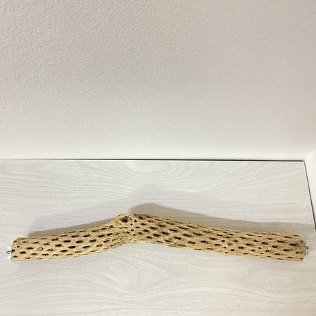 ケージサイズカクタスパーチ⑥ 小サイズ直径3-4cm HOEI465サイズ