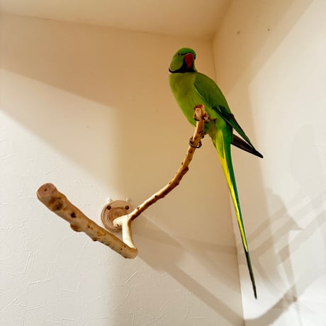 貝塚伊吹のピノキオの鼻① 【インコの止まり木 自然木 天然木】