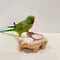 貝塚伊吹おやつ入れつきちゃぶ台【自然木 インコ】