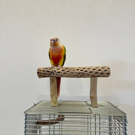 使い方いろいろ 屋上カクタスパーチ【2】 小25cm