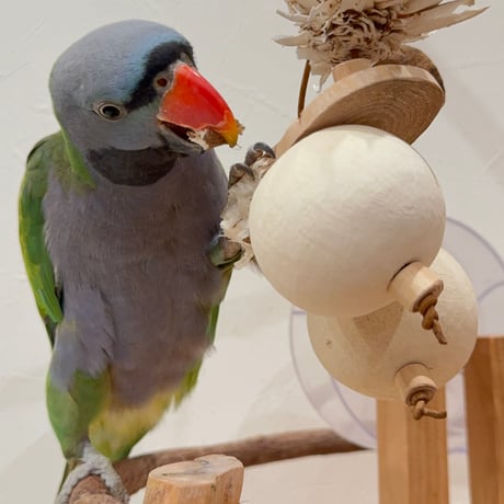 天然素材100% ゾウノリンゴのフォレイジングトイ【インコのおもちゃ】 A