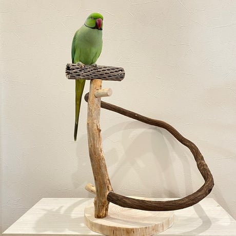 ツタのぐるりんスタンドパーチ③
