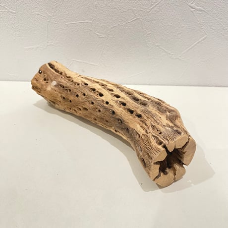 カクタスパーチ(N) 直径約4.5cm/長さ21cm