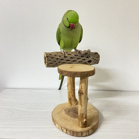 【K様専用】ピノキオの鼻 カクタススタンドパーチ
