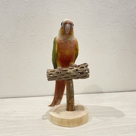 【体重測定用】カクタスのスタンドパーチ③ 長さ9cm／高さ10cm