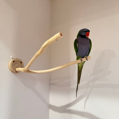 桧のピノキオの鼻 ①【インコ・小鳥のおもちゃ　自然木の止まり木】
