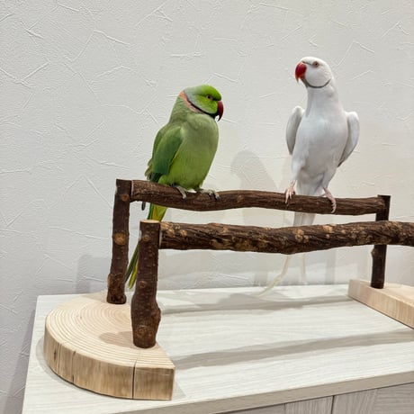 ツタのくつろぎスタンドパーチ②