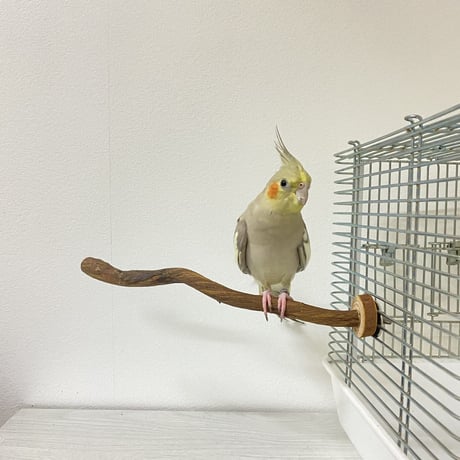 自然木（ツタ）のパーチ⑨　直径1.5cm／長さ26cm