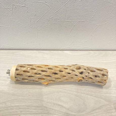 カクタスパーチ13  小　直径4cm前後 長さ20cm