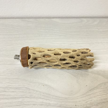 カクタスパーチ⑤ 極小サイズ 直径（約2-3cm）長さ/10cm